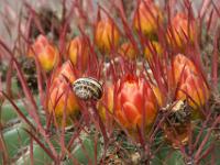 Schnecke vor orangen Kaktusblüten - Kaktuspark Ravino